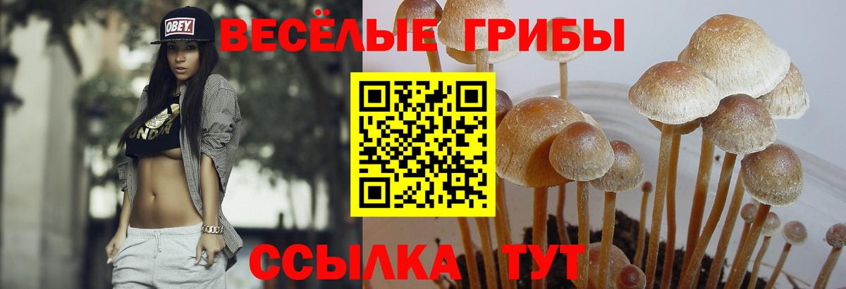 Псилоцибиновые грибы Psilocybine cubensis Аксай